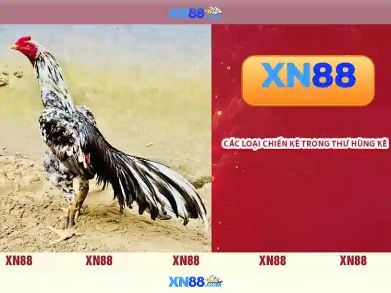 Hướng dẫn kết nối XN88