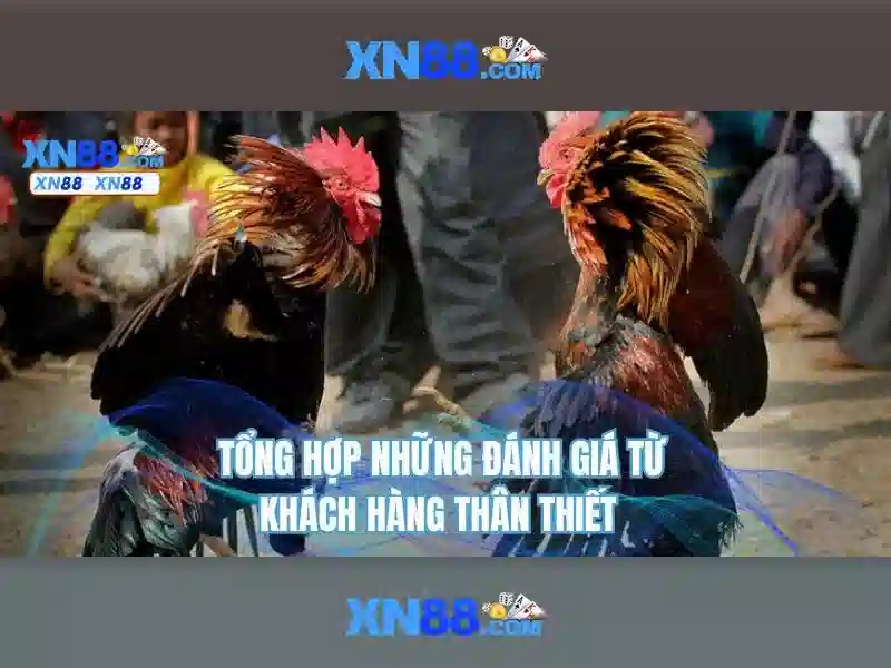 tải XN88