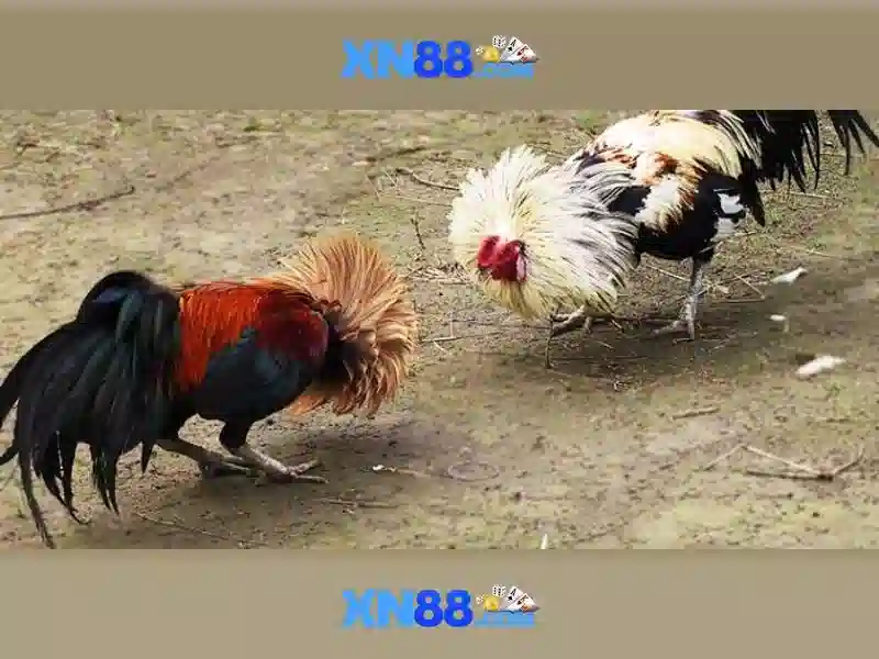 Ưu điểm nổi bật