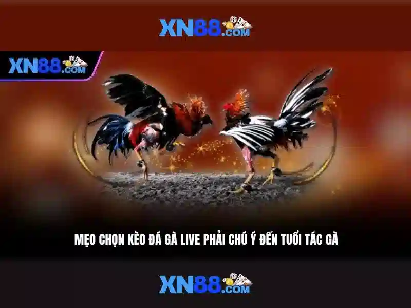 Giới Thiệu XN88